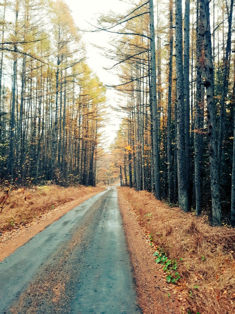 james_roberts69's tweet photo. What a beautiful day to be out.
#autumnleaves #autumncolours #Pennsylvania #mountainroads #NaturePhotography #naturelovers #nature #lookatthemtrees #Fallisintheair #beauty #dirtroads #PeacefulDays #orangeleaves https://t.co/cnArTuYloz