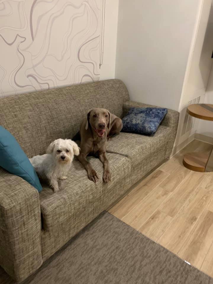 sjaganat's tweet photo. Back to Houston from SFO after 10 days of successful #VMwareCAL Cant wait to see my furr babies Chase and Ray. https://t.co/lxkluZewvg