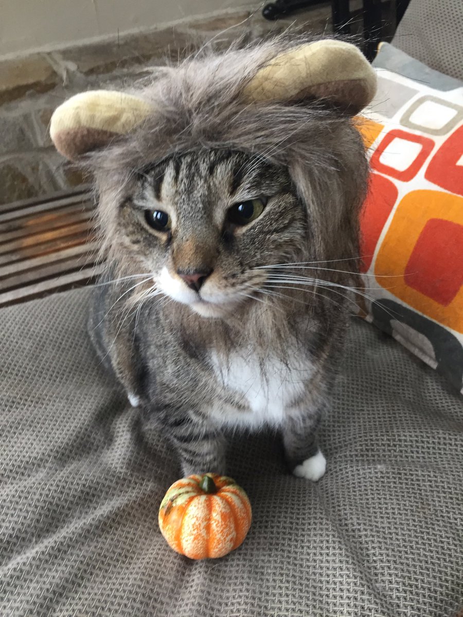 Getting my lion on for Halloween.  Hoping for lots of kibble treats!