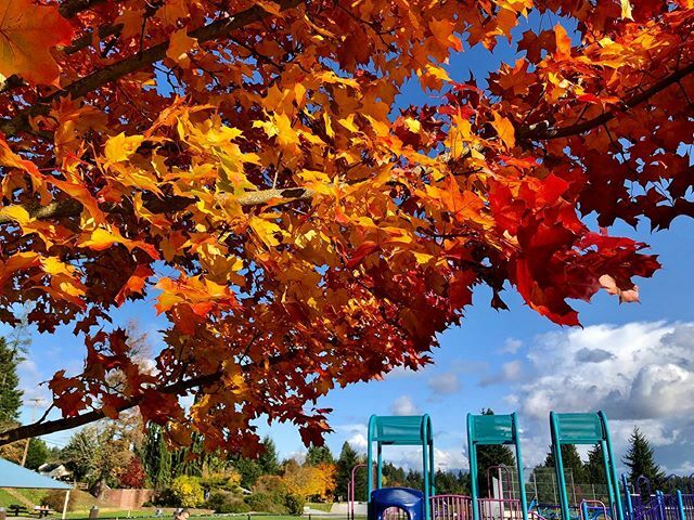 Leaves are burning yellow, orange and red 🍁🍁🍁 #seattle #wa #k5fall #fall #fallcolors #autumn #autumncolors #fallvibes #autumnvibes ift.tt/2WdG9QK