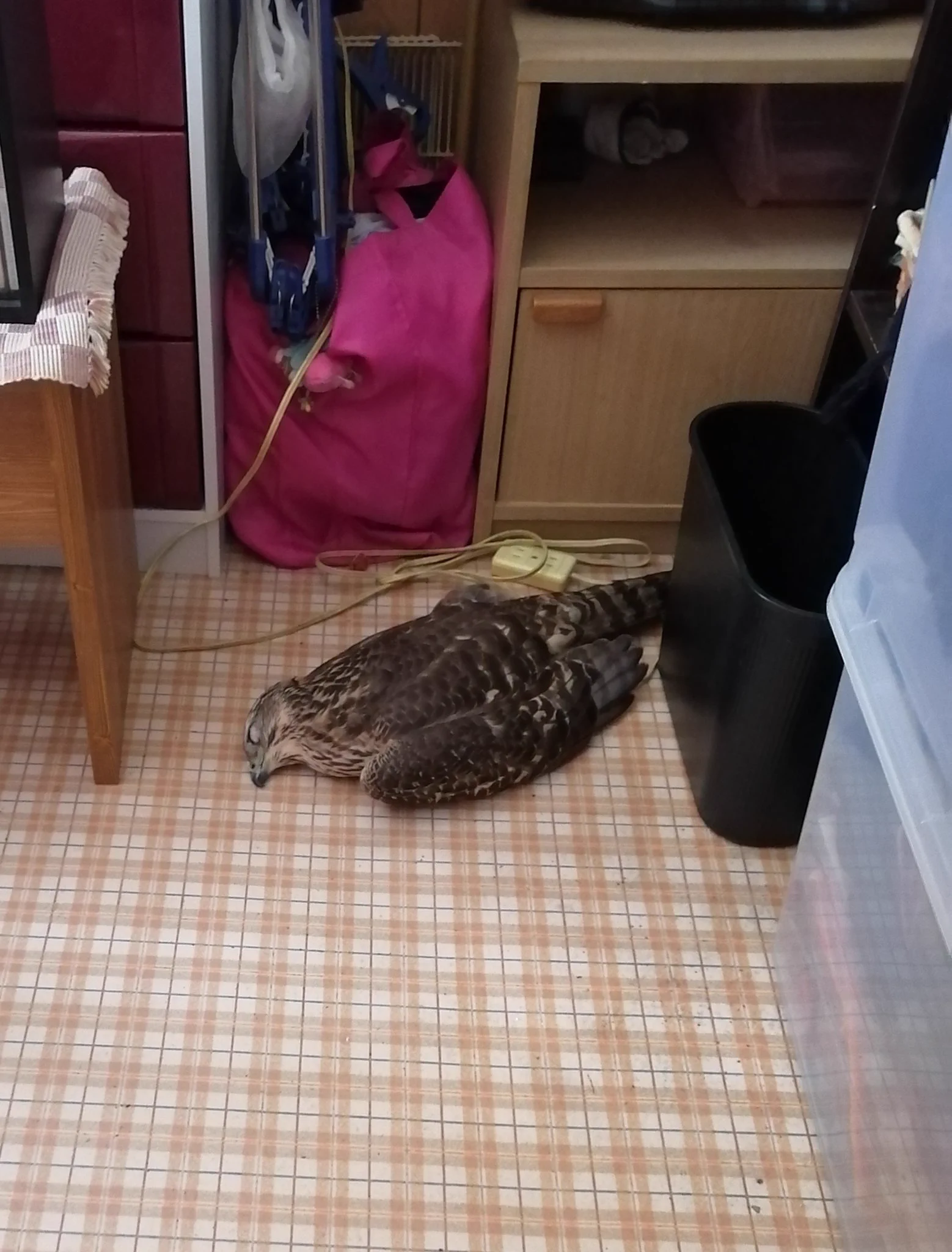 窓に飛び込んできた鳥！ガラスも割れてしまった…。