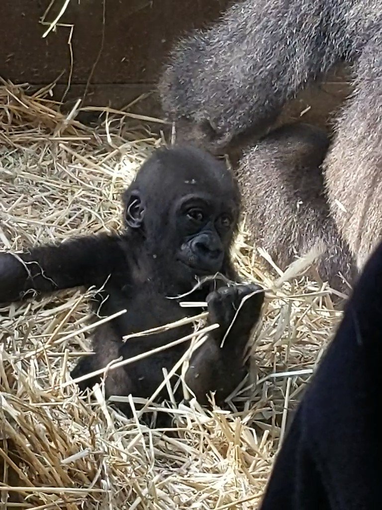 ゴリラ赤ちゃん