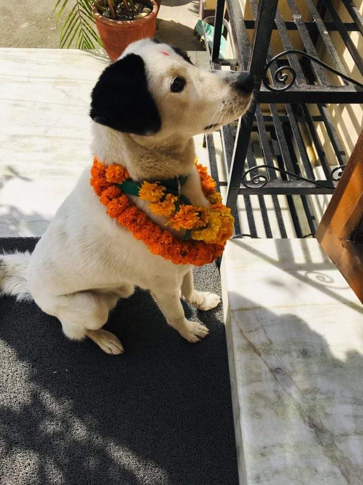 AtHomeGuestHou1's tweet photo. Celebrating kukur tihar, second day of Tihar, with our dearest Oreo.
It's his day! Show some love 🙏
Ps. Guess why we named him Oreo.
#OREO #VISITNEPAL2020 #guesthome #athomenepal #jhamsikhel #homeawayfromhome #staywithus #bnb #nepal #@home #tiharvibes #tihar https://t.co/UeP68m31JU