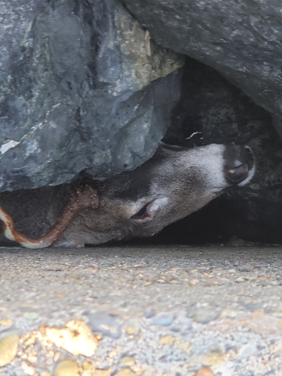 papy42531's tweet photo. @CoosBayPolice We visited from out state I don't know who to  contact about a deer trap in the rocks at this location Thank you if  any body can help.. https://t.co/srbOePYikh