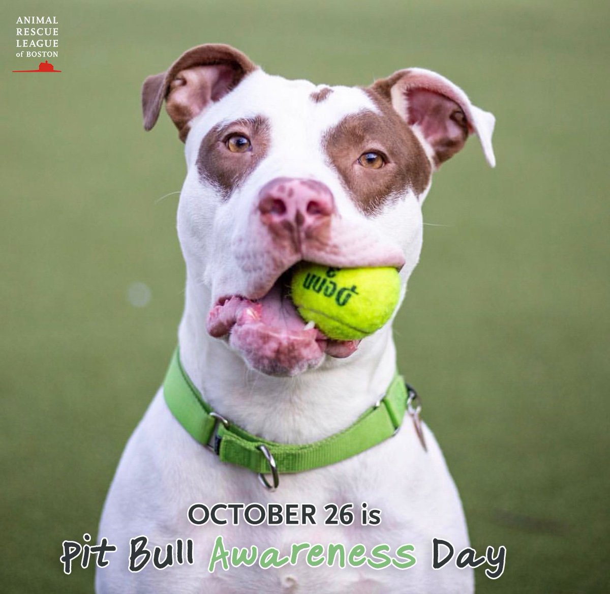 Bad Rap Dog Rescue 2025