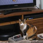 懐かしのスーファミをプレイしていた結果？猫が危険な位置でお座りしちゃった!