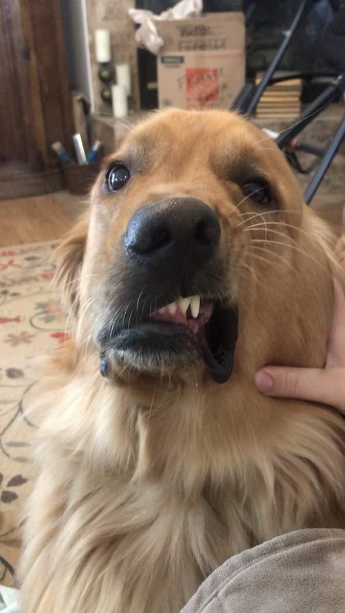 #MyPetIsScaredOf *the German* the toaster. She booked it faster than Usain Bolt. And the doggy gate. *the Golden* nothing, he’s pure stone. He once went up to a scorpion and tried to eat it.