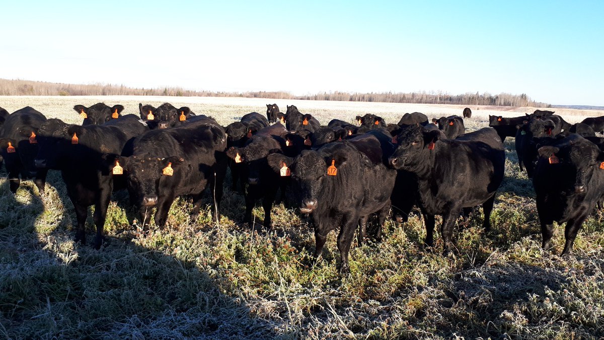 A bright frosty morning in the north . Out doing a check on the bred heifers. Next generation momma cows.