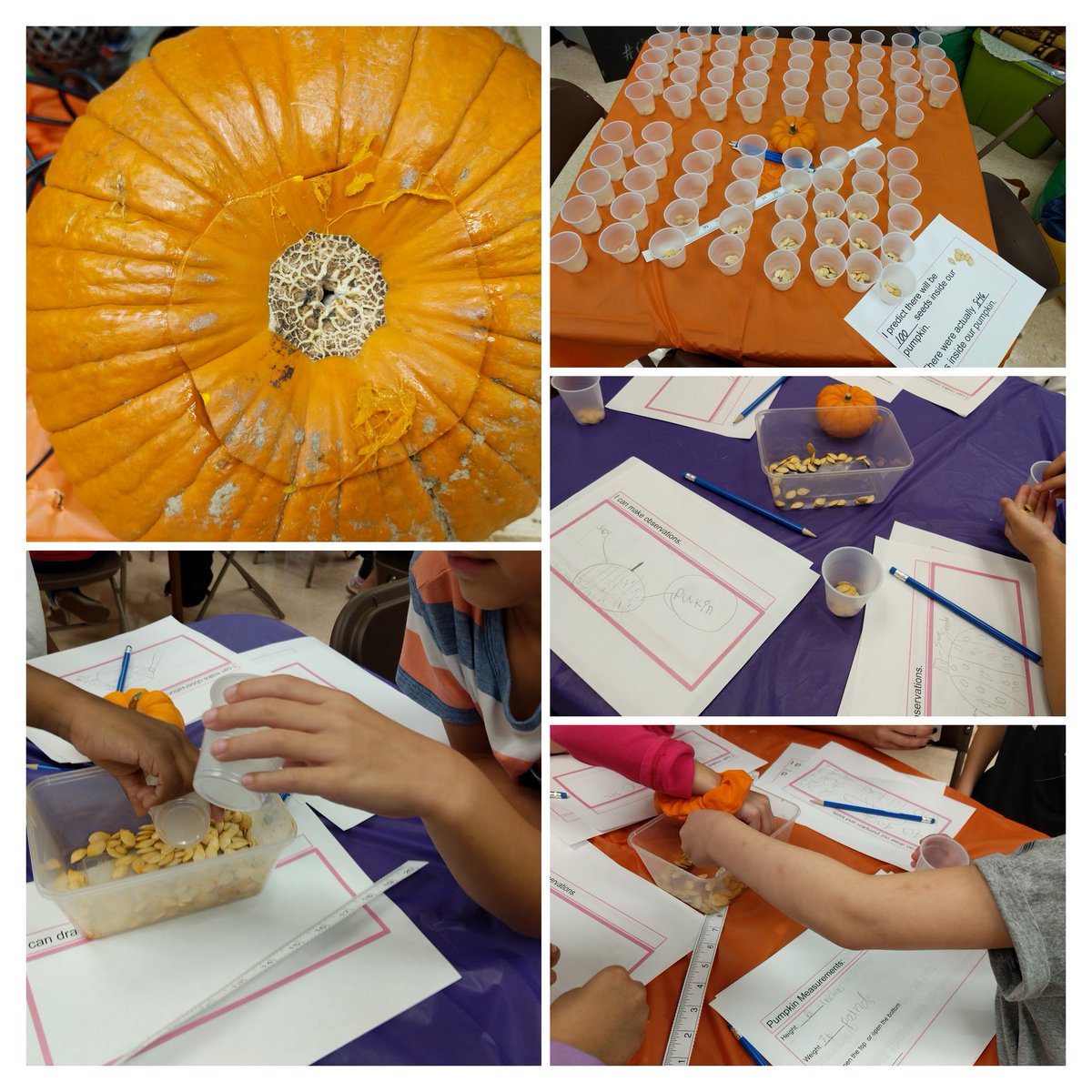 neene's tweet photo. Yesterday, I had the privilege of helping two wonderful classes participate in #PumpkinDataProject. We estimated, measured, and counted seeds. Using digital tools and technology we were able to explore these concepts more in-depth in #OurSTEAMCafe https://t.co/0g9fRRZwrT