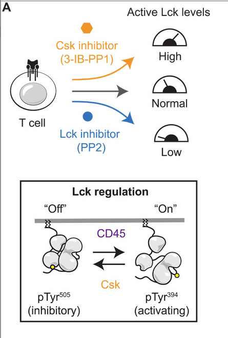 mmw_lmw's tweet photo. #T_Cell_Signaling | #CD45 functions as a gatekeeper | Art Weiss @UCSF @scisignal https://t.co/LJVTB6jLFG https://t.co/AjxqY6LjDD