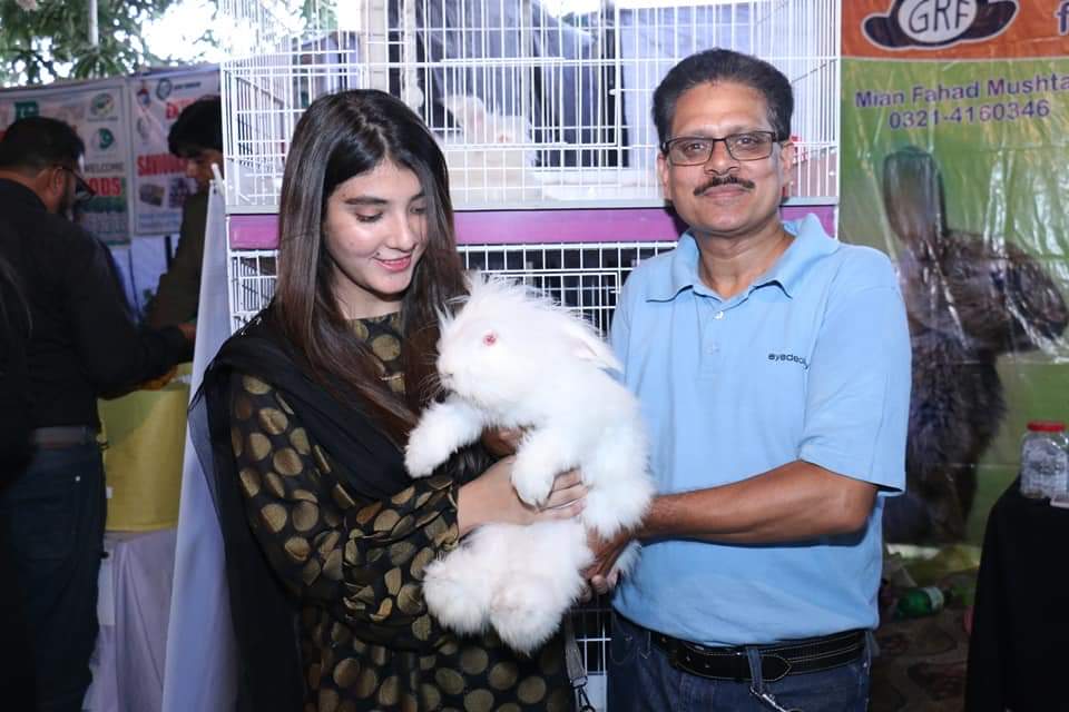 FourLeaves2019's tweet photo. Angora Rabbits attracts the students of punjab university during the exhibition.
#Angora
#Rabbit_🐰
#PunjabUniversity https://t.co/xiCmJbxR1m