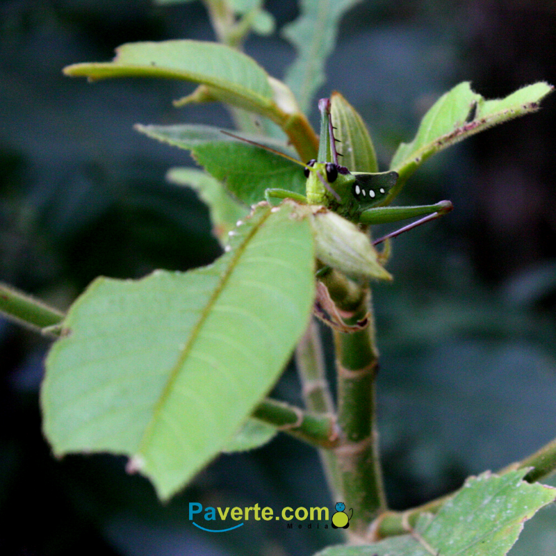 Pavertec's tweet photo. Alguien tiene una cena ligera: El Grillo en Darién.
.
.
#viajeroSolitario #paverte #panama #visitpanama #explora #explora507 #nature #natura #enjoyLife #life #respira #vive #VivePanama #fauna #grillo #saltamontes #breathe #lifeStyle #darien https://t.co/VgFtYg43Ne