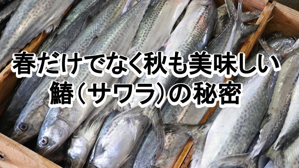 ウェザーニュース 鰆といえば 名前の漢字が表すように旬は春 と思われることが多い魚です しかし 実は春より秋の方が脂が乗り美味しいようです T Co Nsi32rfqu2