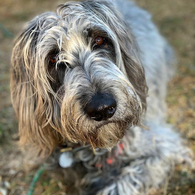 “Look into my eyes...” #irishwolfhoundmix ift.tt/36aSjyo