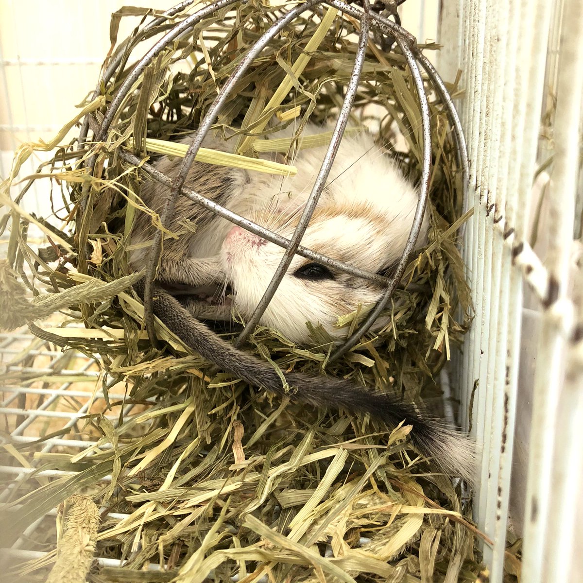 人気no 1 三晃商会 三晃 ヘイヘイホルダー Qdtek Vn