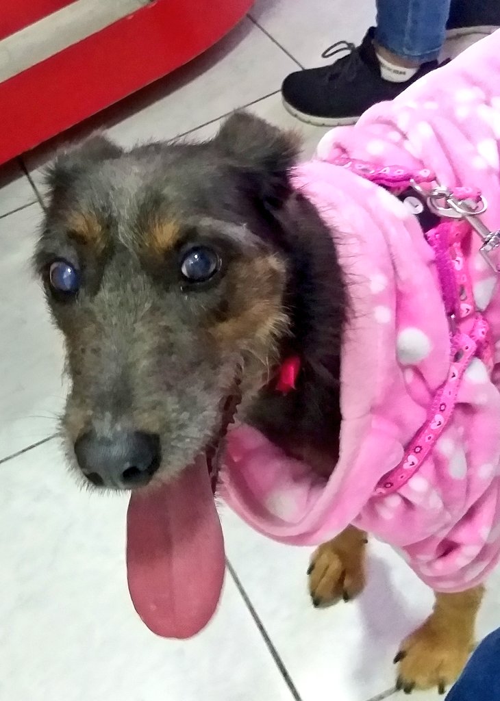 incondic_peru's tweet photo. ADOPCIÓN RESPONSABLE!💕
Ustedes ya los conocen, #Braco, #Salvi, #Calev, #Flopy, están vacunados y esterilizados. Ellos la han pasado muy mal y ahora buscan un hogar donde reciban amor y protección. Si deseas adoptar envía un mensaje.
Se hará seguimiento.
#AdoptarSalvaVidas https://t.co/llYrD1X0Mb