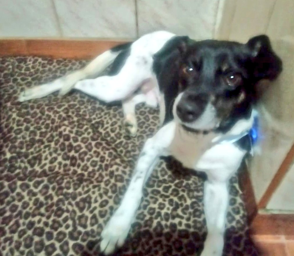 incondic_peru's tweet photo. ADOPCIÓN RESPONSABLE!💕
Ustedes ya los conocen, #Braco, #Salvi, #Calev, #Flopy, están vacunados y esterilizados. Ellos la han pasado muy mal y ahora buscan un hogar donde reciban amor y protección. Si deseas adoptar envía un mensaje.
Se hará seguimiento.
#AdoptarSalvaVidas https://t.co/llYrD1X0Mb