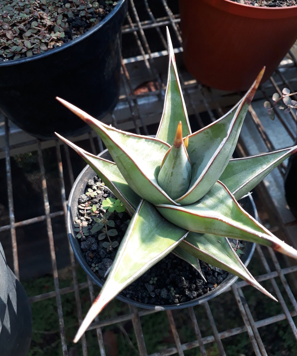 Be carefull, she look beauty... but she dangerous... can hurt your fingers..
I Call her sansevieria pinguicula
#sansiviera 
#sansivera 
#airpurifyingplants 
#airpurifierplant 
#plantsmakepeoplehappy 
#plantshop 
#plantfortheplanet 
#plantsforsale 
#plantforsell 
#tokotanaman