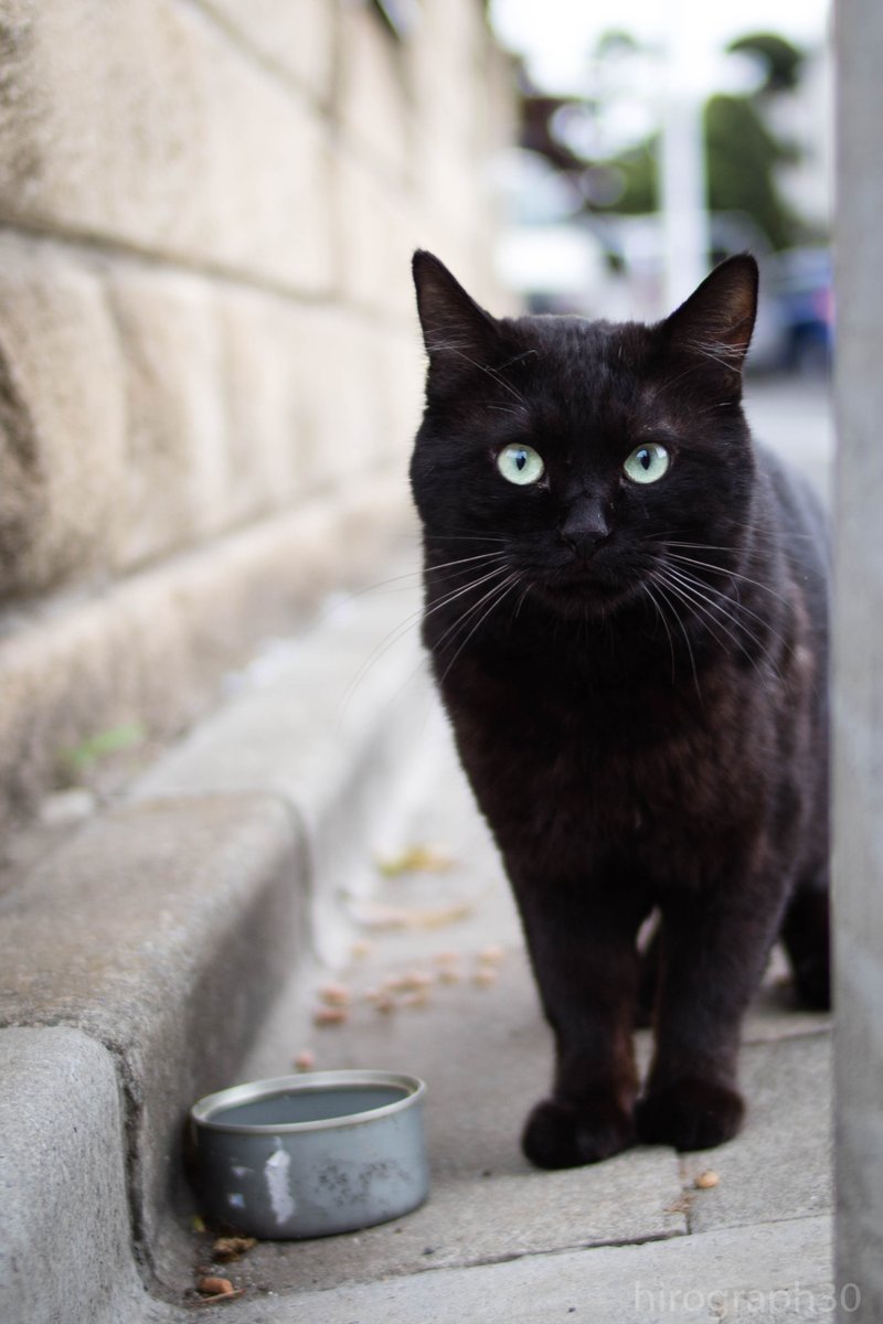 猫写真家 サトウヒロキ のらねこに反応しがち V Twitter 本日は 黒猫の日 らしいので ポストカードにもした懐かしいのを なんかくれよ 珍しい黒虎さん 同じ子 Blackcatday Nationalblackcatday