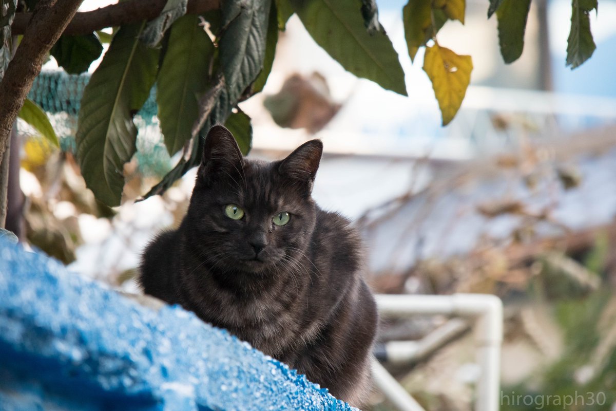 猫写真家 サトウヒロキ のらねこに反応しがち 本日は 黒猫の日 らしいので ポストカードにもした懐かしいのを なんかくれよ 珍しい黒虎さん 同じ子 Blackcatday Nationalblackcatday