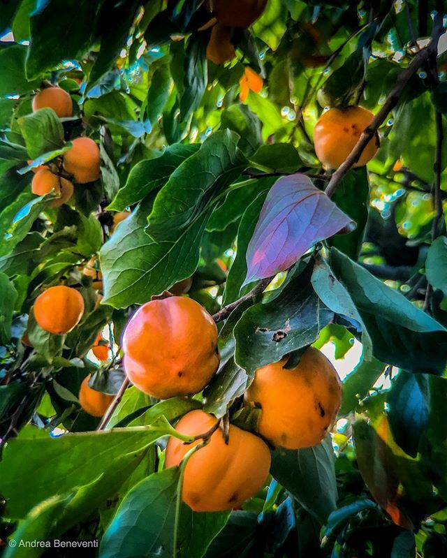 bengodi's tweet photo. #autunno #autumn è tempo di #orange #cachi e #pumpkins al fanno da padrone, aspettando #halloween .. #vsco #enlightquickshot #enlightapp #olloclip #lightroommobile #ShotWithHalide #modenaterradisapori #ferraripavarottiland #modena_dintorni #iphoneps #iph… https://t.co/31M9u6p1Mu https://t.co/F1VKs8pdY4
