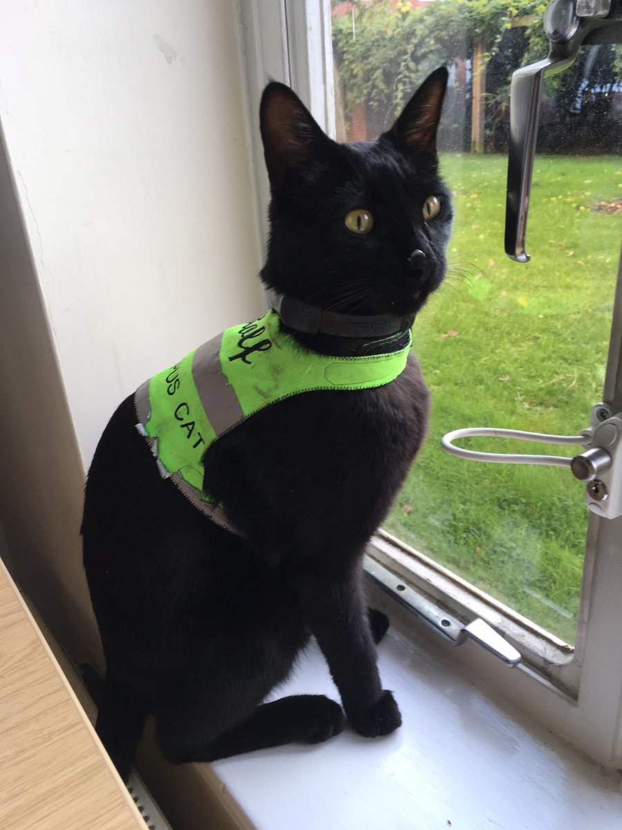 Rolf the University of Warwick Campus Cat tweet media