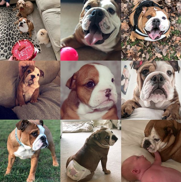 BarkingBakery_'s tweet photo. @hettythebulldog
🎈YAPPY 2nd WOOFDAY! 🎈 To a tv famous pooch!! 🙌🏽😍 
Everyone @thebarkingbakery hope you woofed down your handwritten pink pawty cake! looks sooo yummy x
#dogtreats #pamperedpooches #cakesfordogs #thebarkingbakery https://t.co/rRhcgNZAaB