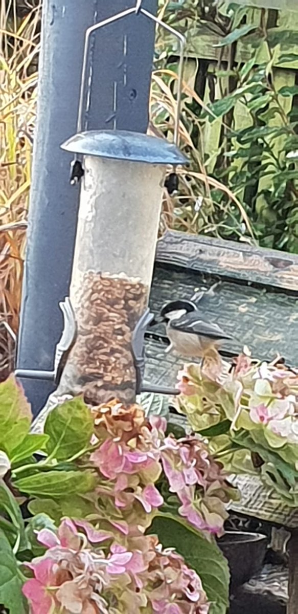 Morning all,a close up of a coal tit enjoying his breakfast in the garden.
