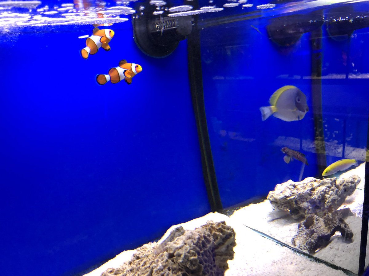 deepblueaquatic's tweet photo. Our corals and fish loved the extra hour in bed 👌🏻 #fishshop #marinefish #deepblueaquatic #hemelhempstead #hemel #tropicalfish #fishtank #picoftheday #aquarium #coral #marinefish https://t.co/Ixaj0orS9i