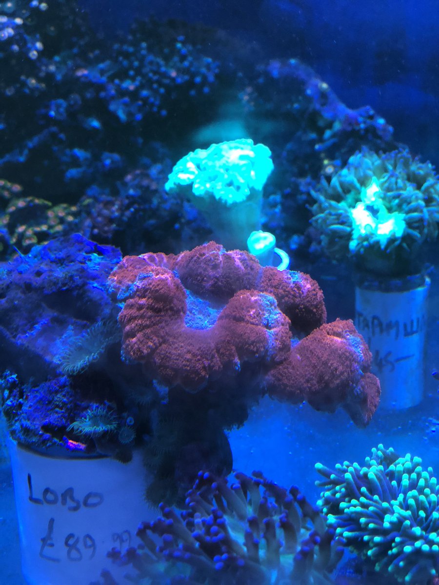 deepblueaquatic's tweet photo. Our corals and fish loved the extra hour in bed 👌🏻 #fishshop #marinefish #deepblueaquatic #hemelhempstead #hemel #tropicalfish #fishtank #picoftheday #aquarium #coral #marinefish https://t.co/Ixaj0orS9i