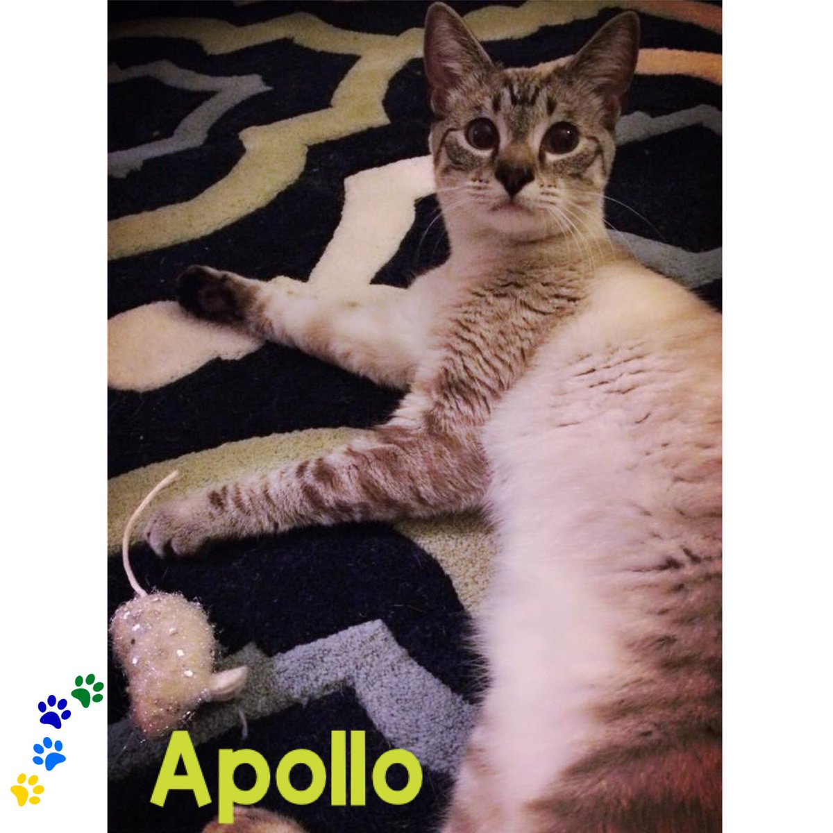 Feline Foursome 😻😹🙀😽 tweet media