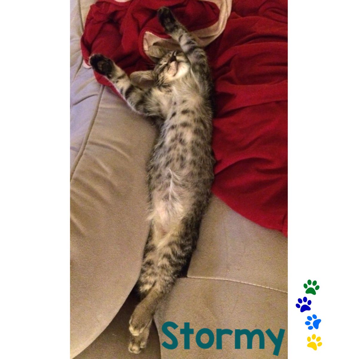 Feline Foursome 😻😹🙀😽 tweet media