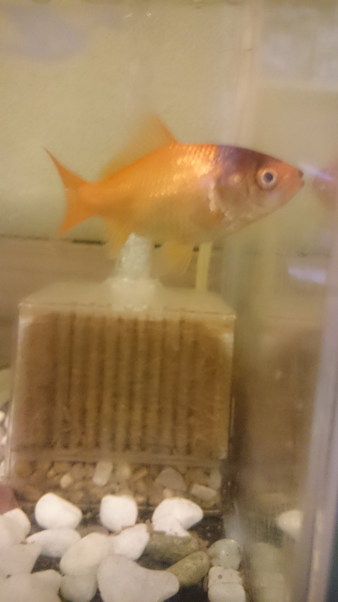 ツフレ Sur Twitter そういえば夏から飼っている金魚が最初は顔の上の方から黒くなってきていまは顔全体を覆うくらい黒くなってきて いるんですけど これって何かの病気でしょうか 詳しい方いませんか 金魚 拡散希望rtおねがいします