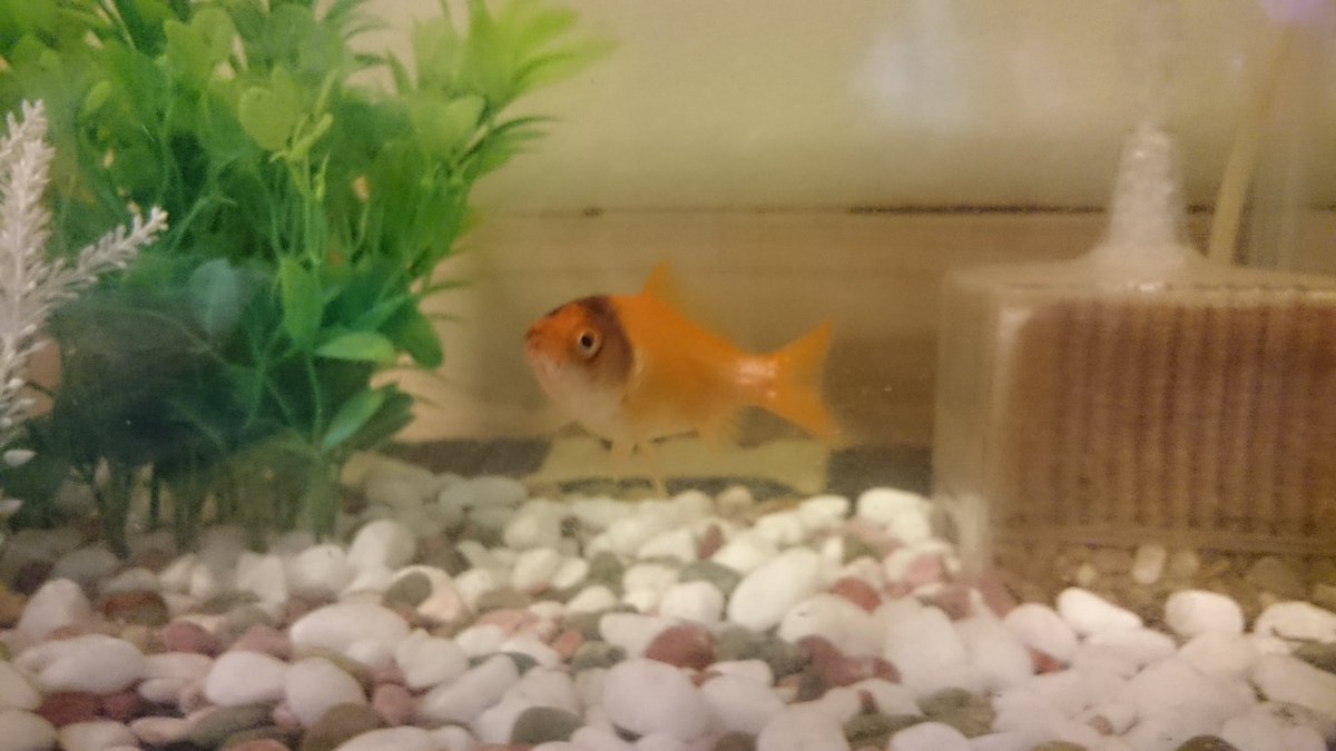 ツフレ そういえば夏から飼っている金魚が最初は顔の上の方から黒くなってきていまは顔全体を覆うくらい黒くなってきているんですけど これって何かの病気でしょうか 詳しい方いませんか 金魚 拡散希望rtおねがいします