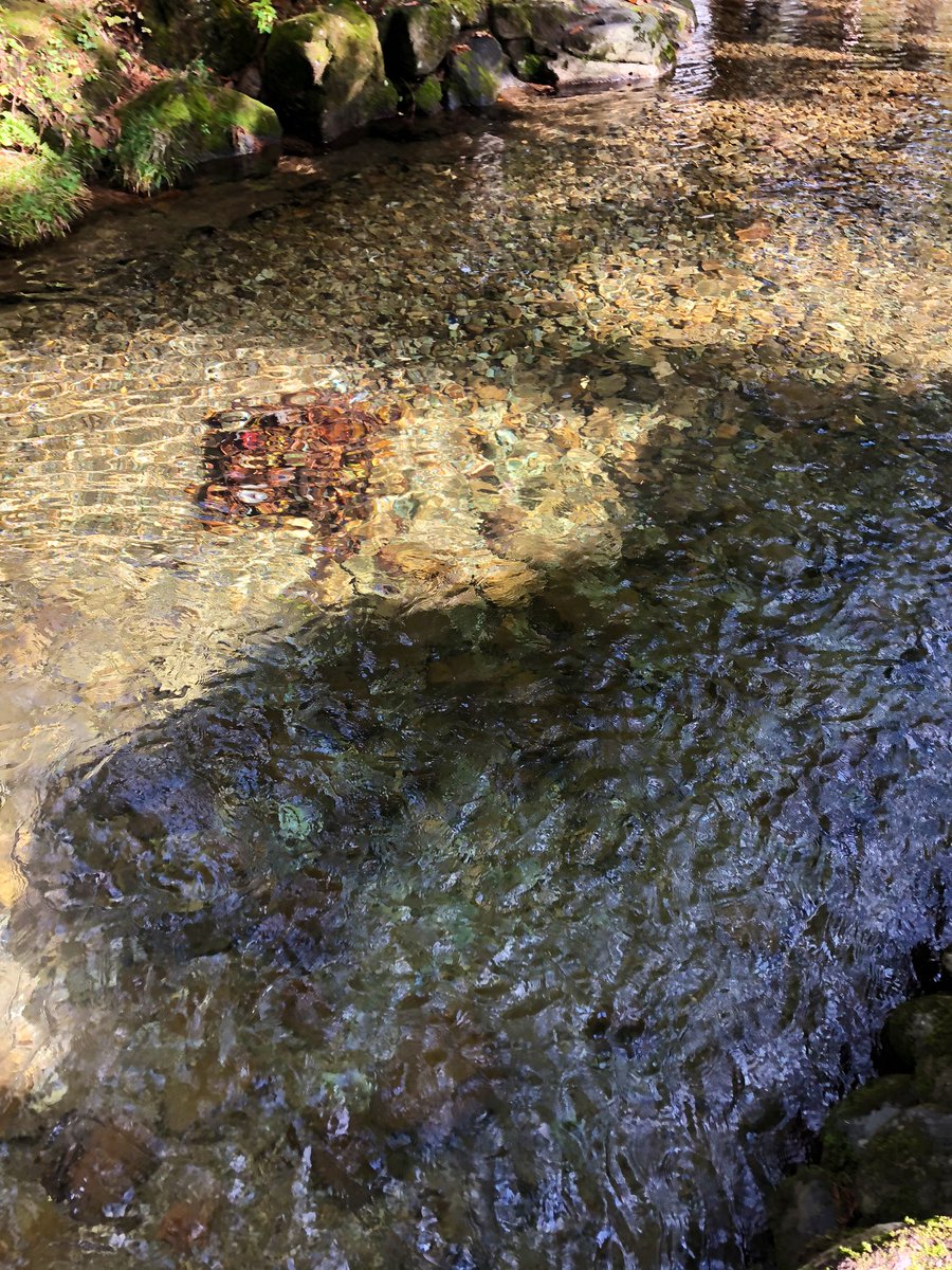 おたんこ茄子 我がホームひるがの高原キャンプ場 相変わらず川綺麗 ཫ 今シーズン予約なかなか取れなくて最初で最後なんだけどトイレさらに綺麗になってたし奥のサイトもトイレ新設するみたいで益々良くなるよ うれしー