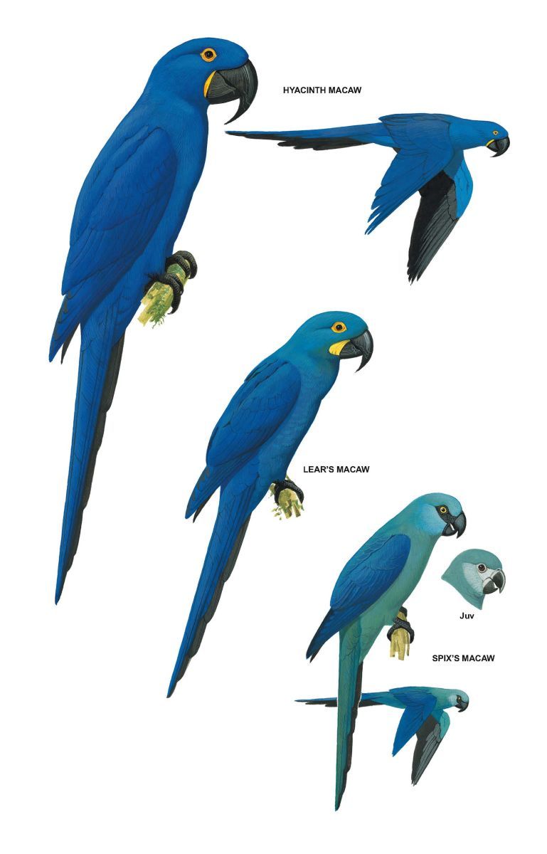Omu 🔜 NFC 𓅪 𓍊𓋼𓁺 on Twitter: "Yes, Blu, Jewel, and their children from Rio are Spix macaws, not hyacinths! You can see in the concept for the film