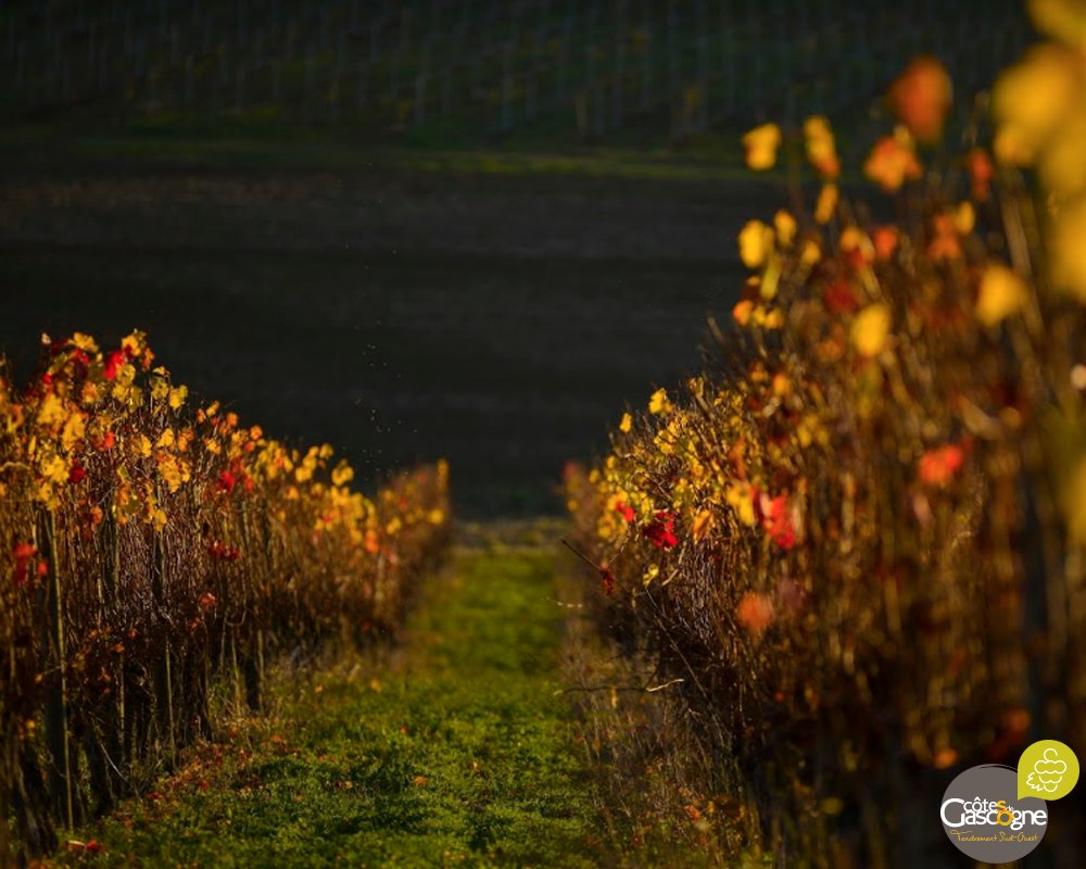 En raison des températures qui chutent et des jours qui raccourcissent, la #vigne perd peu à peu ses feuilles.
Une fois les feuilles tombées la #sève ne circulera plus et la vigne entrera alors dans une phase de #repos #hivernal jusqu’au printemps !