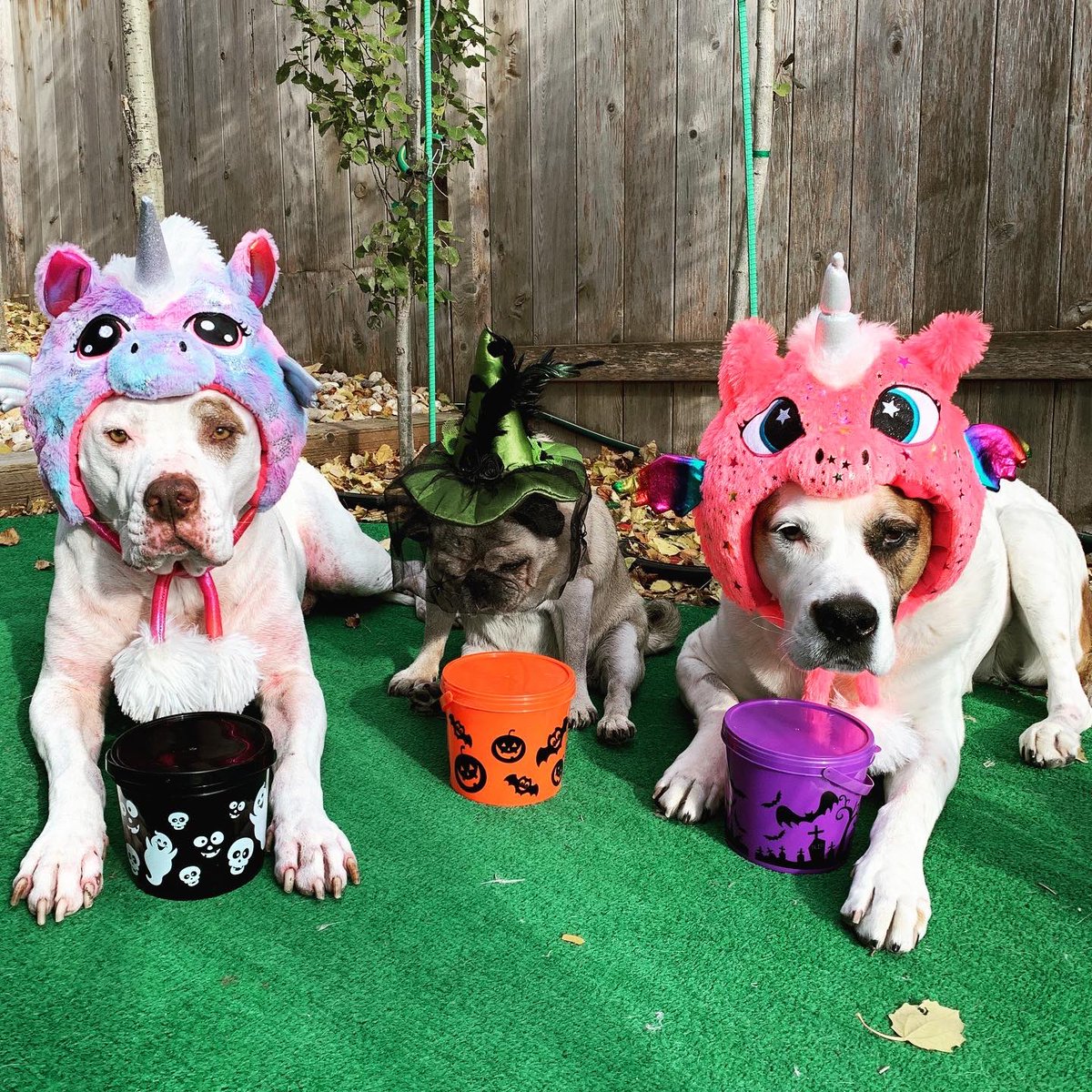 jane_endbsl's tweet photo. Happy🦇Halloween 👻🦄💀🐶 🎃
#safercommunities #endbslmanitoba #endbslwinnipeg #breedneutrallaws #alldogsareindividuals #dogsarefamily #winnipeg #Halloween #trickortreat🎃 #WpgPpli #spookydogs #unicorn #Itsbull #ItsBullAwareness #BullAwareness @WinnipegHumane https://t.co/Sjbi9EkrLl