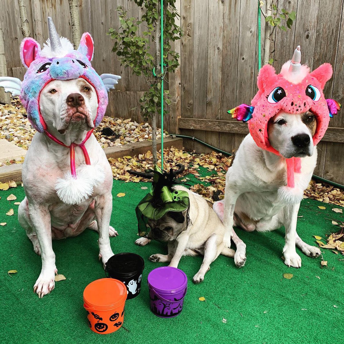jane_endbsl's tweet photo. Happy🦇Halloween 👻🦄💀🐶 🎃
#safercommunities #endbslmanitoba #endbslwinnipeg #breedneutrallaws #alldogsareindividuals #dogsarefamily #winnipeg #Halloween #trickortreat🎃 #WpgPpli #spookydogs #unicorn #Itsbull #ItsBullAwareness #BullAwareness @WinnipegHumane https://t.co/Sjbi9EkrLl