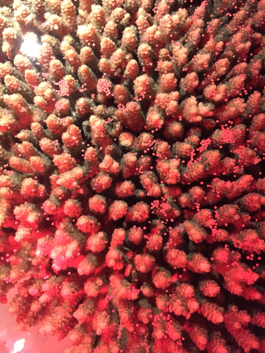 PaigeStrudwick's tweet photo. Will never cease to be amazed by science and biology. From the small comes the mighty and around in circles it goes, occupying your mind with a life time of wondering. #futurereefs #bigblue #oceanlove https://t.co/uTgPzvKelQ
