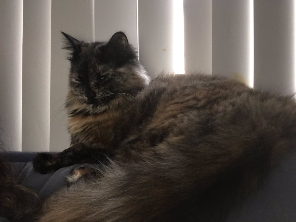 MabelDipperCat's tweet photo. What an elegant puss 🐈 #CatsOfTwitter #tortie https://t.co/I6tHsdjxPr