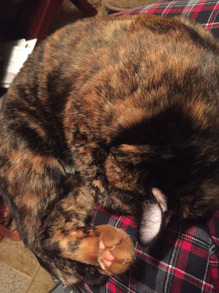 MabeltheLtQueen's tweet photo. Did a lot of #rainy day #lapnapping today. #CatsOnTwitter #mabel https://t.co/NFsGyWMhUO