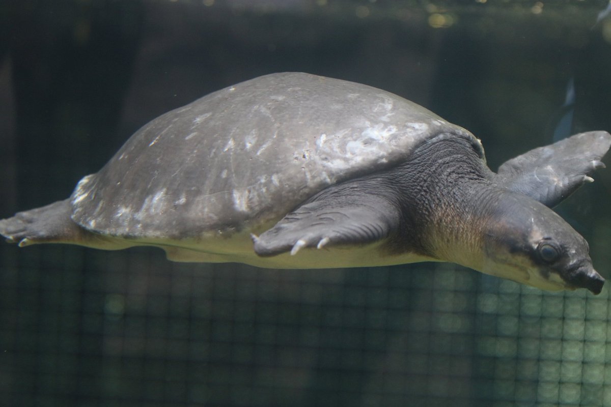 ベスト爬虫類 亀 最高の花の画像