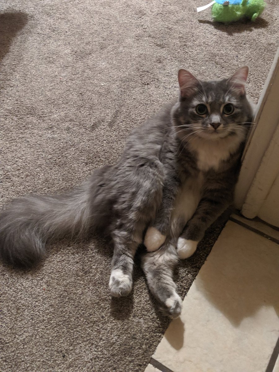 kingathecat's tweet photo. i luv,, to sit liek a human,, they cannot tell the diferenc https://t.co/NX723xmisX