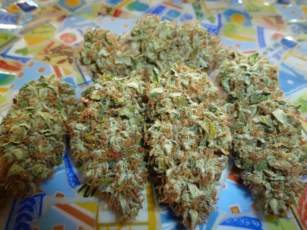 StephandjoG's tweet photo. #sourmelon from Mantis Genetics
(Sour OG x Lucille's OG S1)
Harvested on day 67.
Buds are stickies and frosties π
Full diary on @grow_diaries :
https://t.co/GeU2K3oeOI
#growdiaries #growdiary #mantisgenetics #growyourown #ledgrowlight https://t.co/dQPvCumOFh