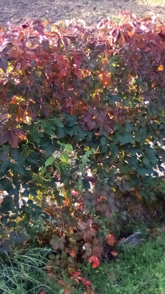 vasy13ionela's tweet photo. #20191027 , #ivy , #leaves , #rustyleaves , #brickleaves , #reddishleaves , #leavesofbrass , #coppercolored , #brown , #green , #autumn , #fall , #nature #π #π #π· #πΈ #π± #π https://t.co/WOpzAgnL4H