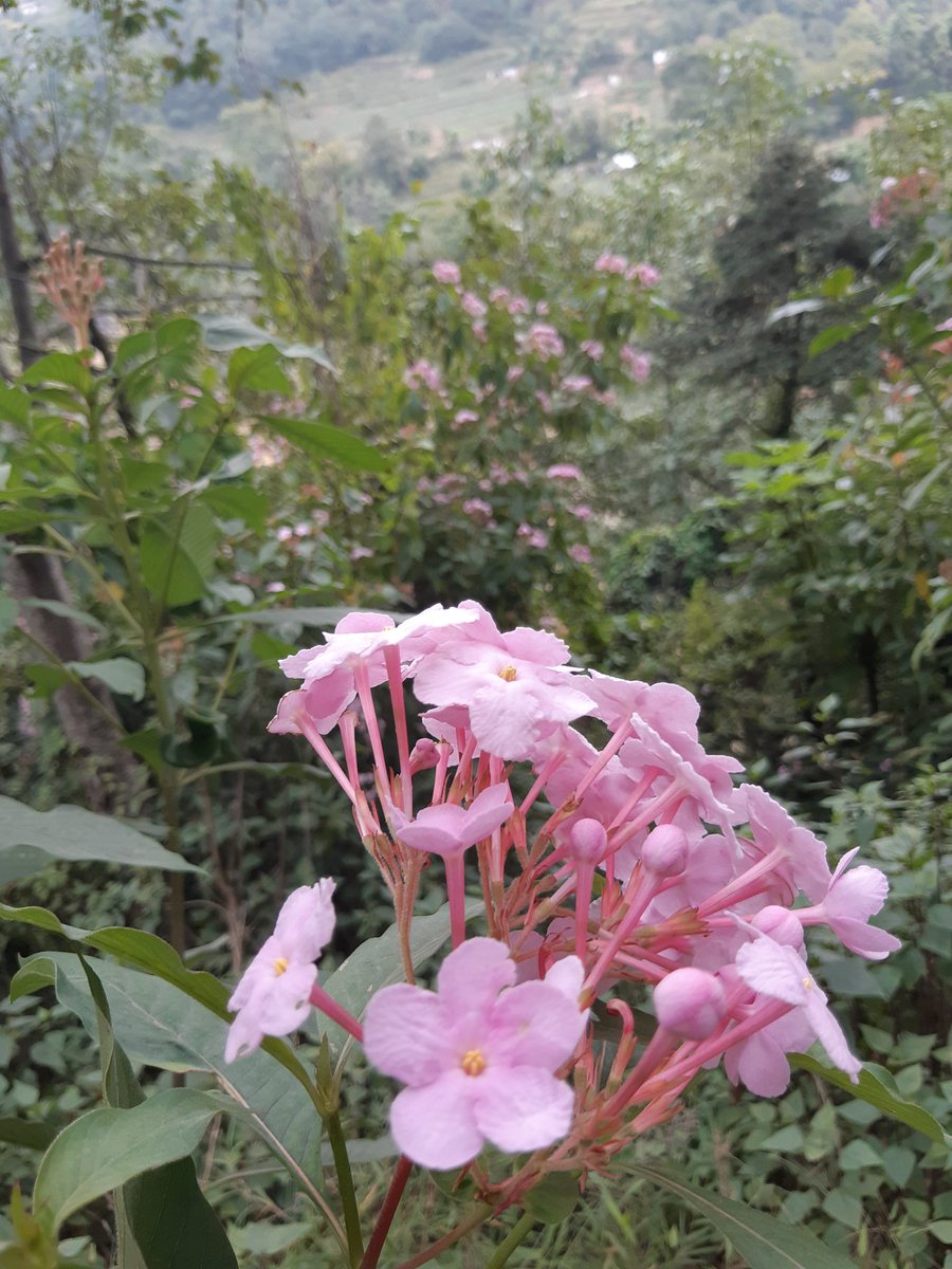 काडेभ्याकुर (@cnpaudel344) on Twitter photo 