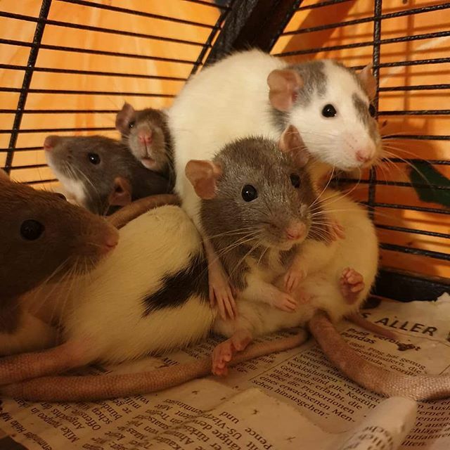 🐾Second-Pfote-Markt🐾

Lasst euch von dem unbeständigen Wetter nicht irritieren- unsere Ratten tun es auch nicht und sehen dem Tag lässig entgegen😎. Ihr könnt gemütlich im trockenen Stöbern, Schnäppchen jagen, Waffeln und Kuchen schlemmen und unseren … instagram.com/p/B4HNV44IZiB/