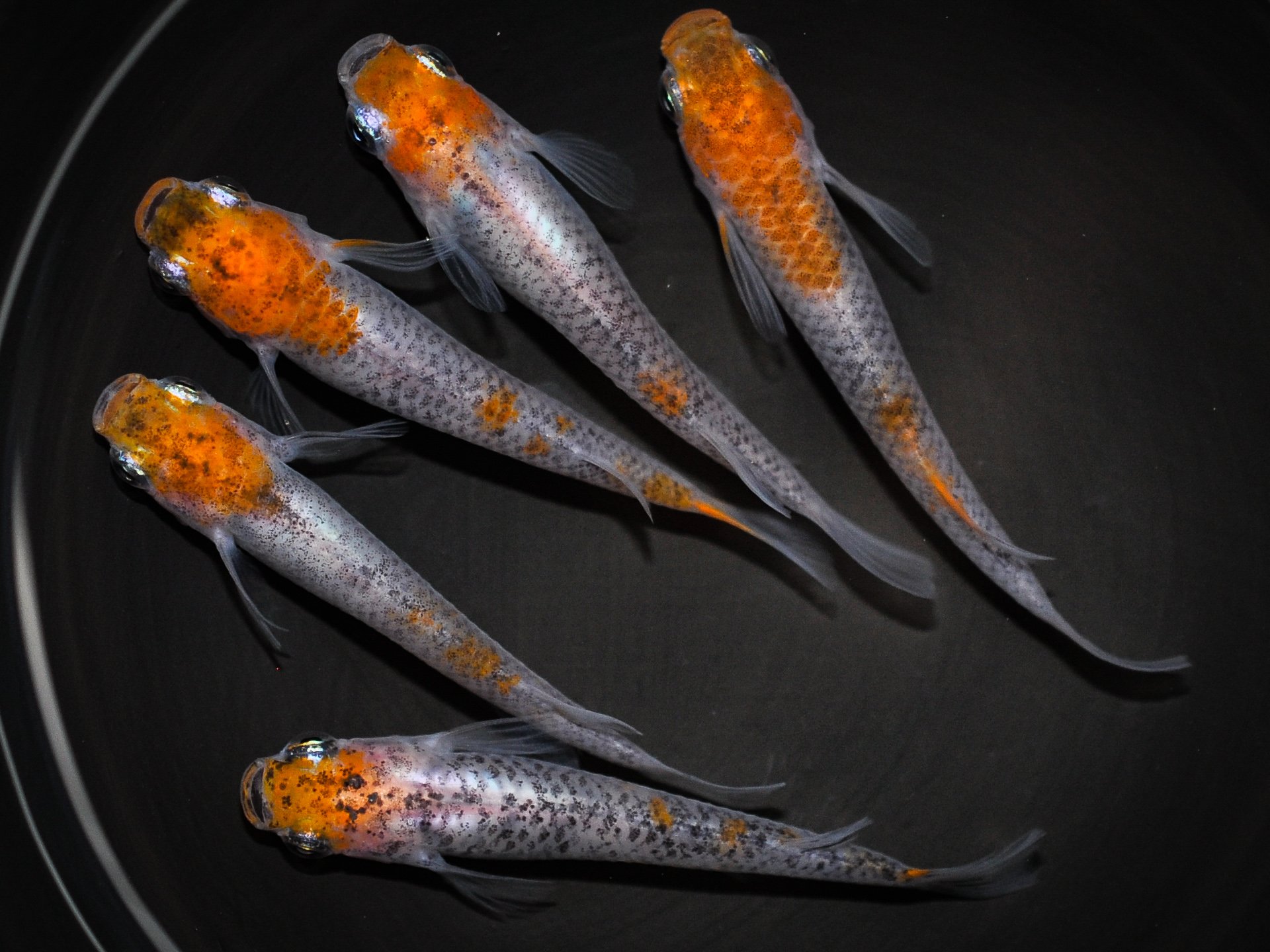 漁火(いさりび) オス1 メス1 (現物出品) ikahoff A-0811-171-A