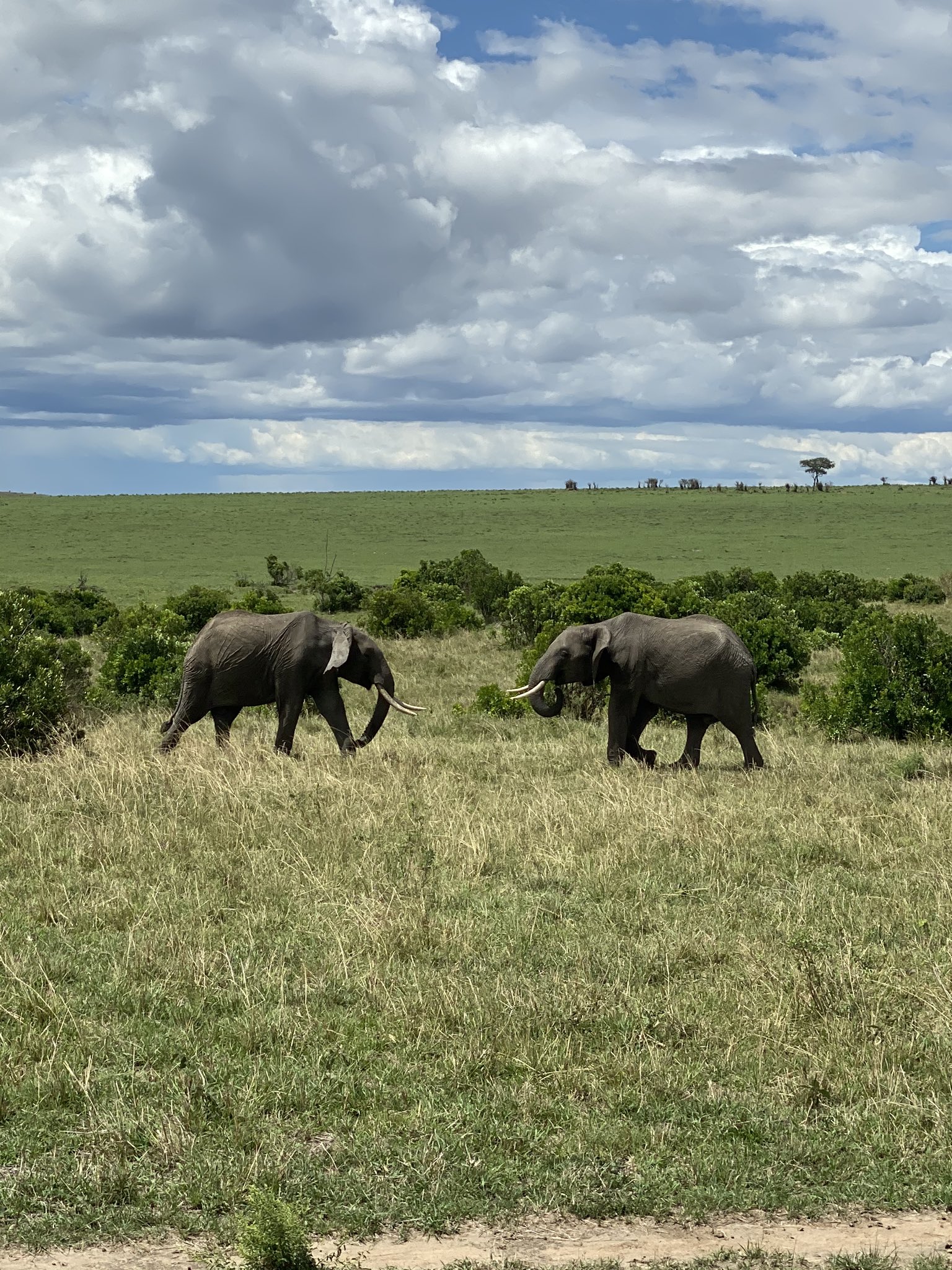 sloane on Twitter "fighting male elephants were so funny, they clashed